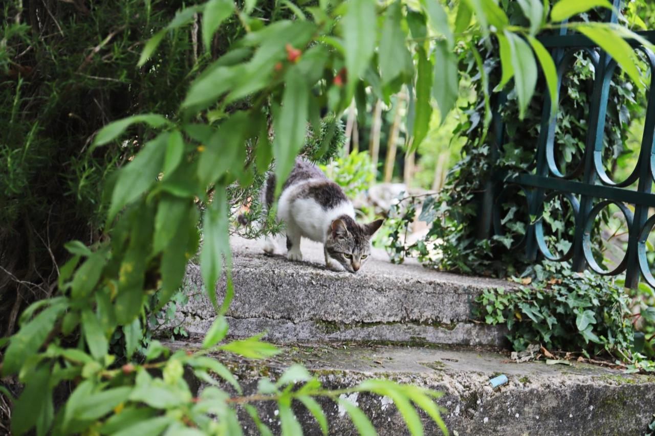 Люкс-шатры Seosko domaćinstvo Radman Херцег-Нови-23